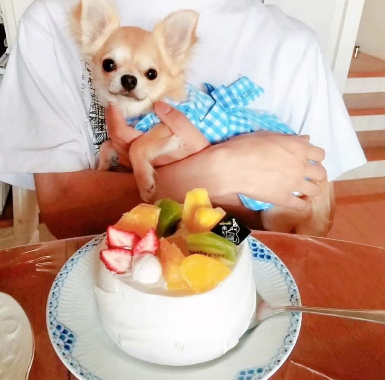 ✨新作✨ヒューマングレード！シフォンケーキ🎂