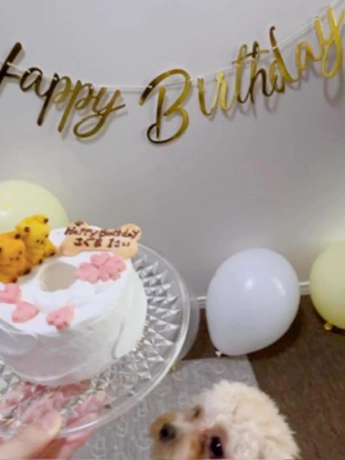 ✨🎂First birthday🎂✨