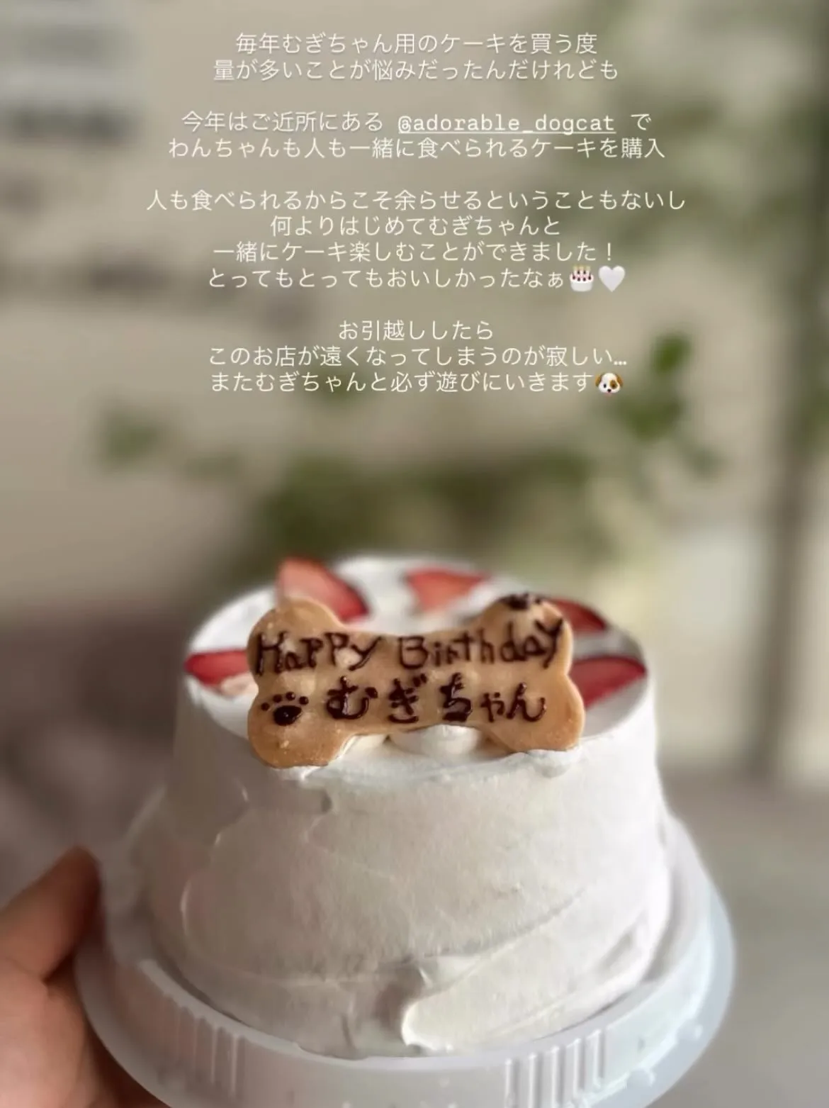 ✨シフォンケーキでお祝い✨