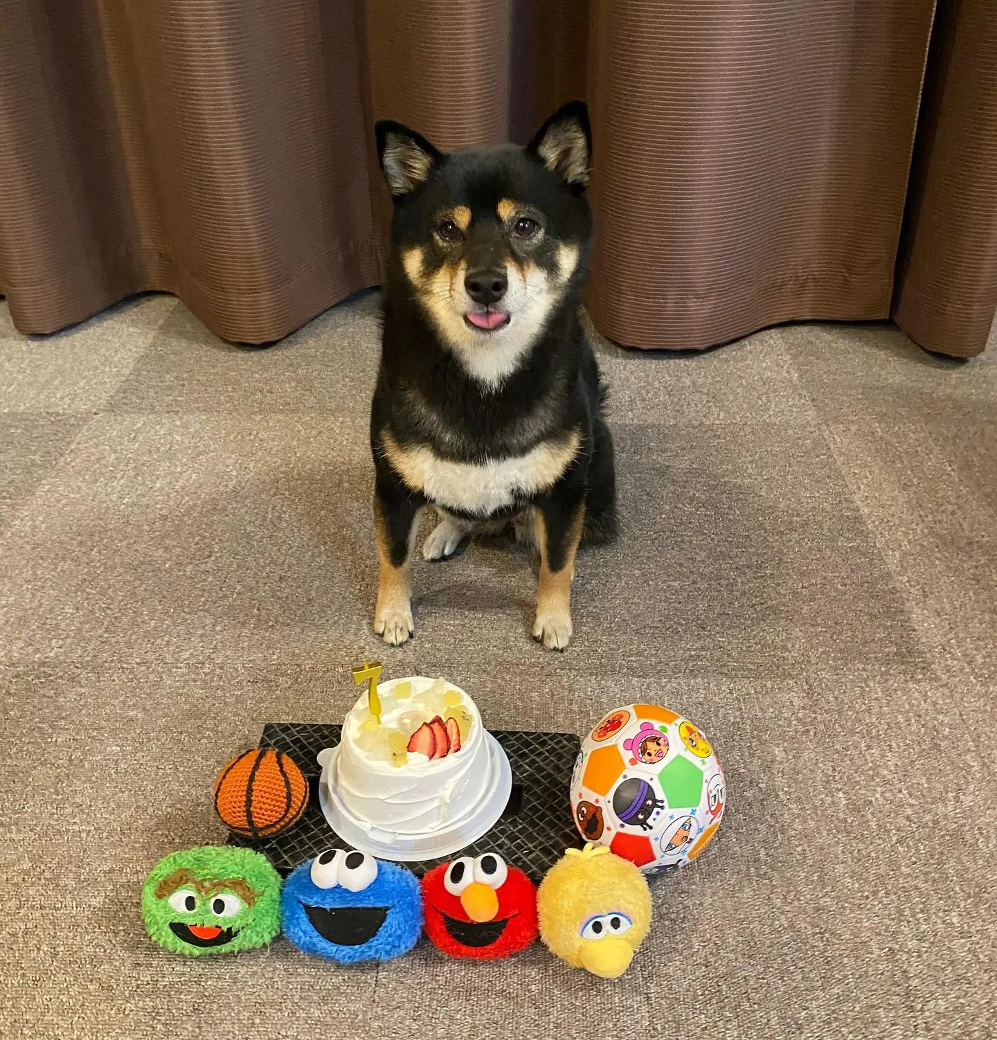 ✨ヒトとワンコとシェアするケーキで祝い✨