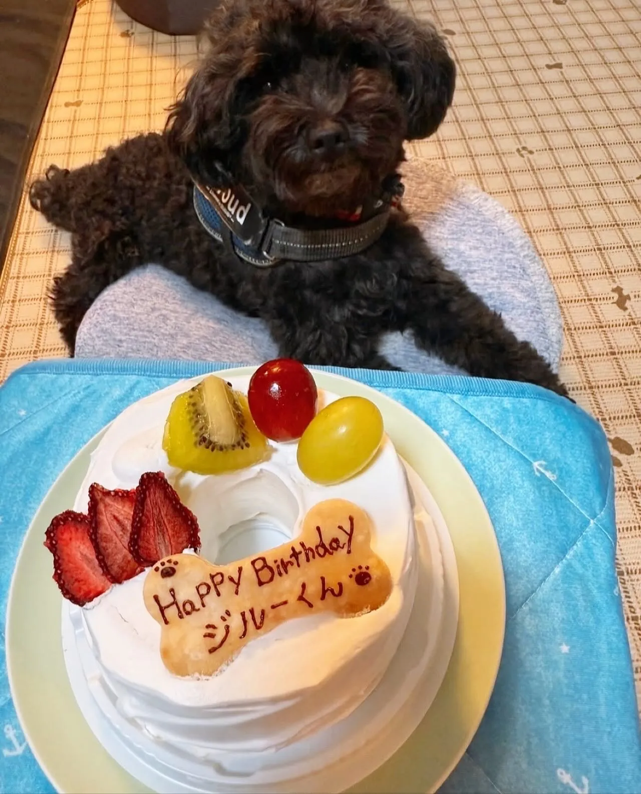 ✨🎂ヒトとワンコとシェアするシフォンケーキでお祝い🥂
