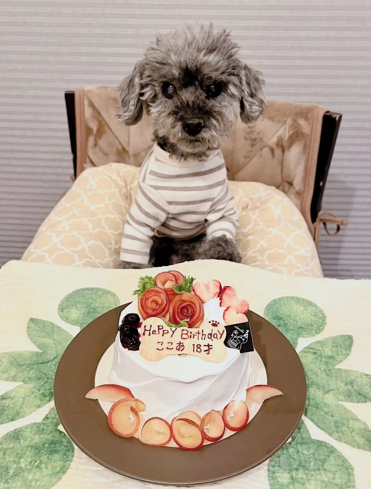 🎂ヒトとワンコとニャンコとシェアするケーキでお祝い✨