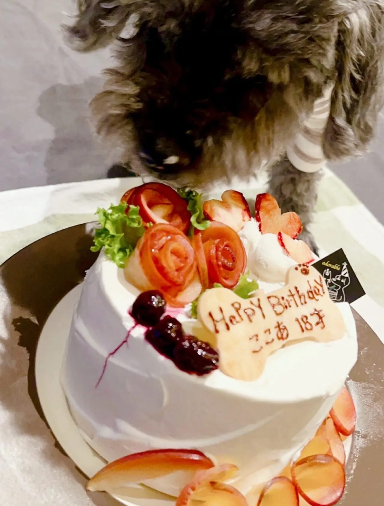 🎂ヒトとワンコとニャンコとシェアするケーキでお祝い✨