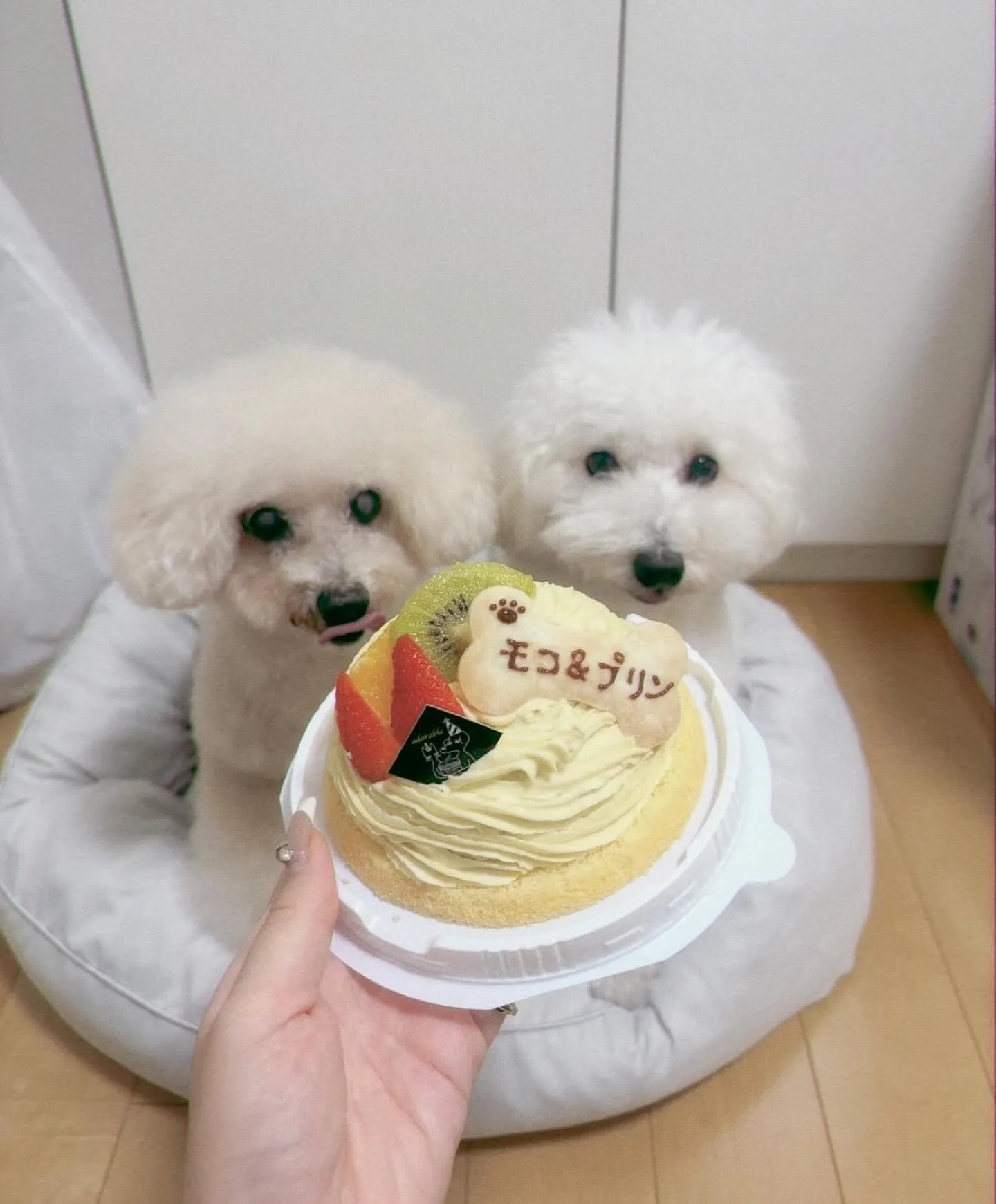 ✨ヒトとワンコとニャンコとシェアするケーキ✨