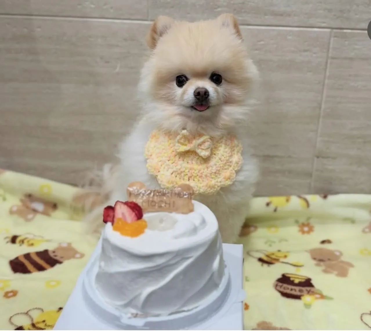 ✨ヒトとワンコとシェアするケーキでお祝い✨