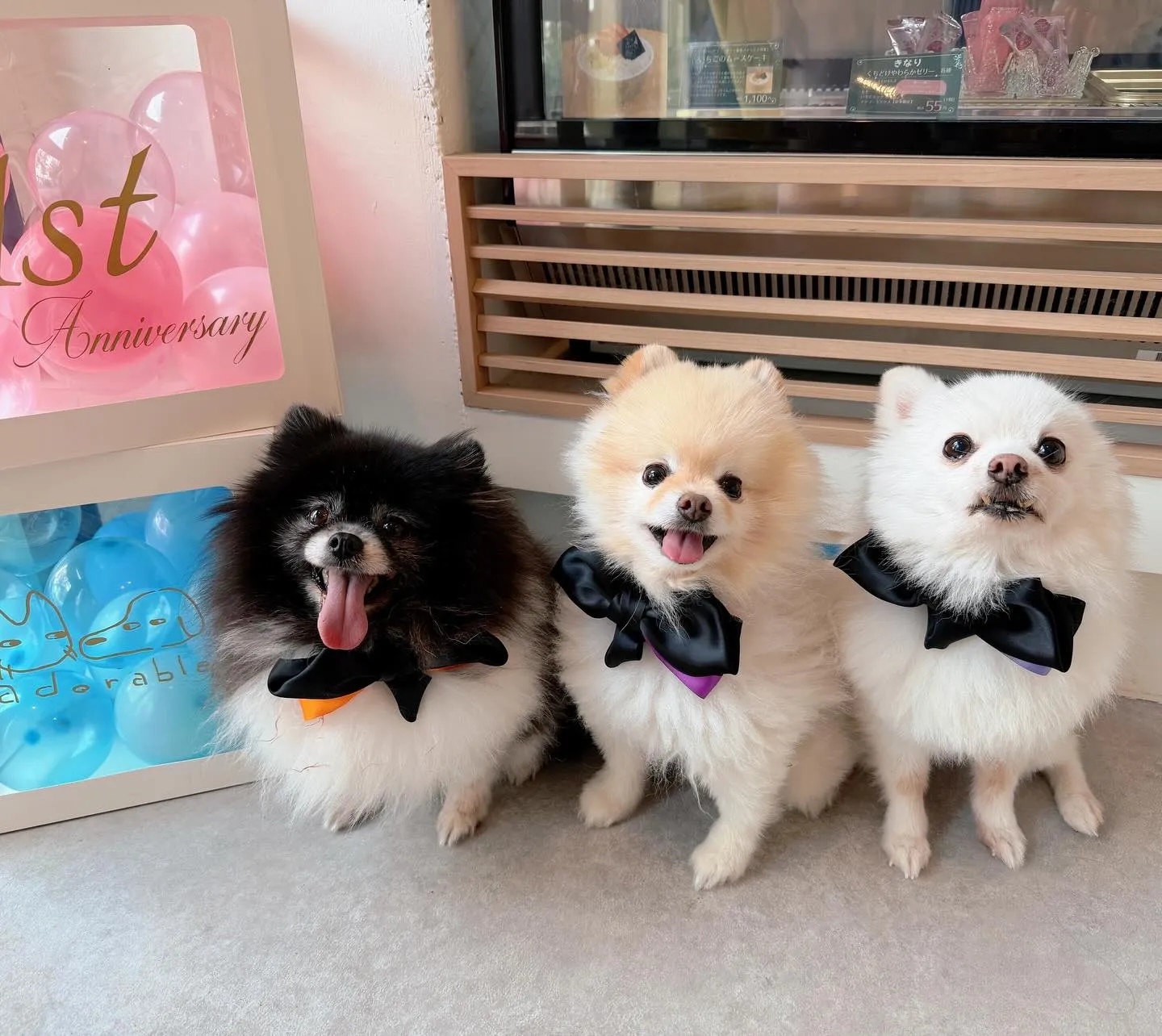 ✨ヒトとワンコとシェアするケーキでお祝い✨