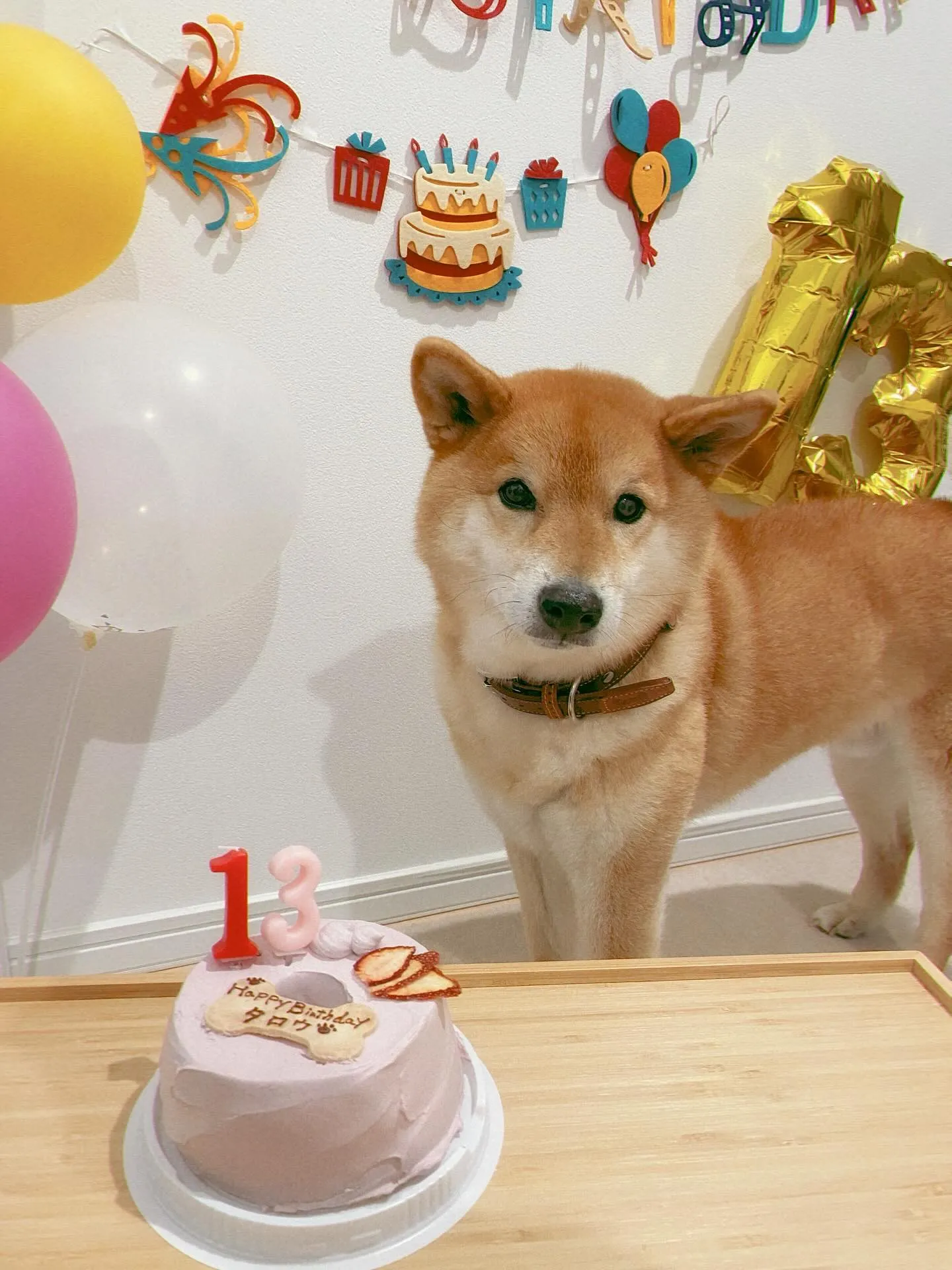 ✨ヒトとワンコとシェアするケーキで祝い✨