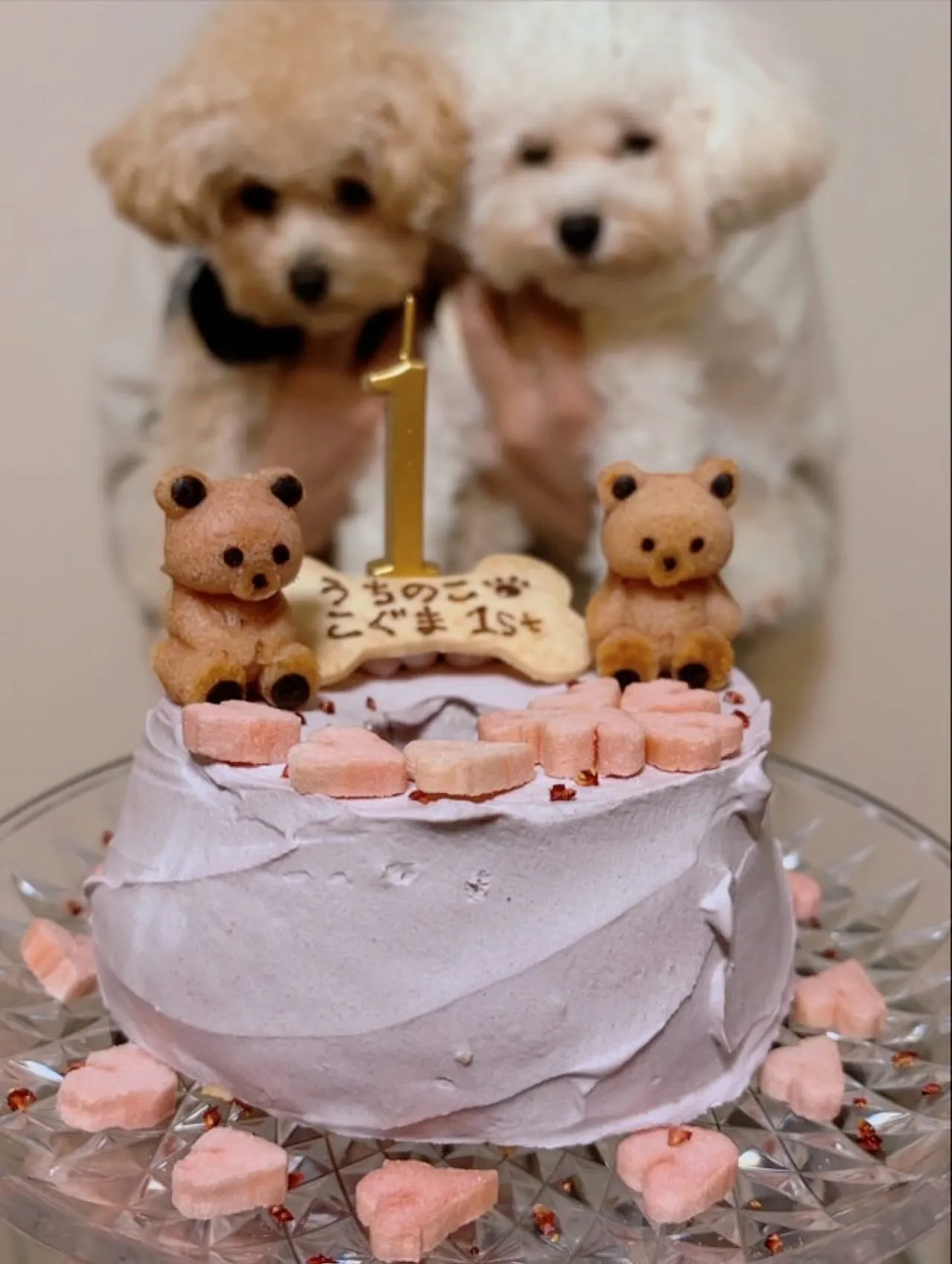 ✨ヒトとワンコとニャンコとシェアするケーキでお祝い✨