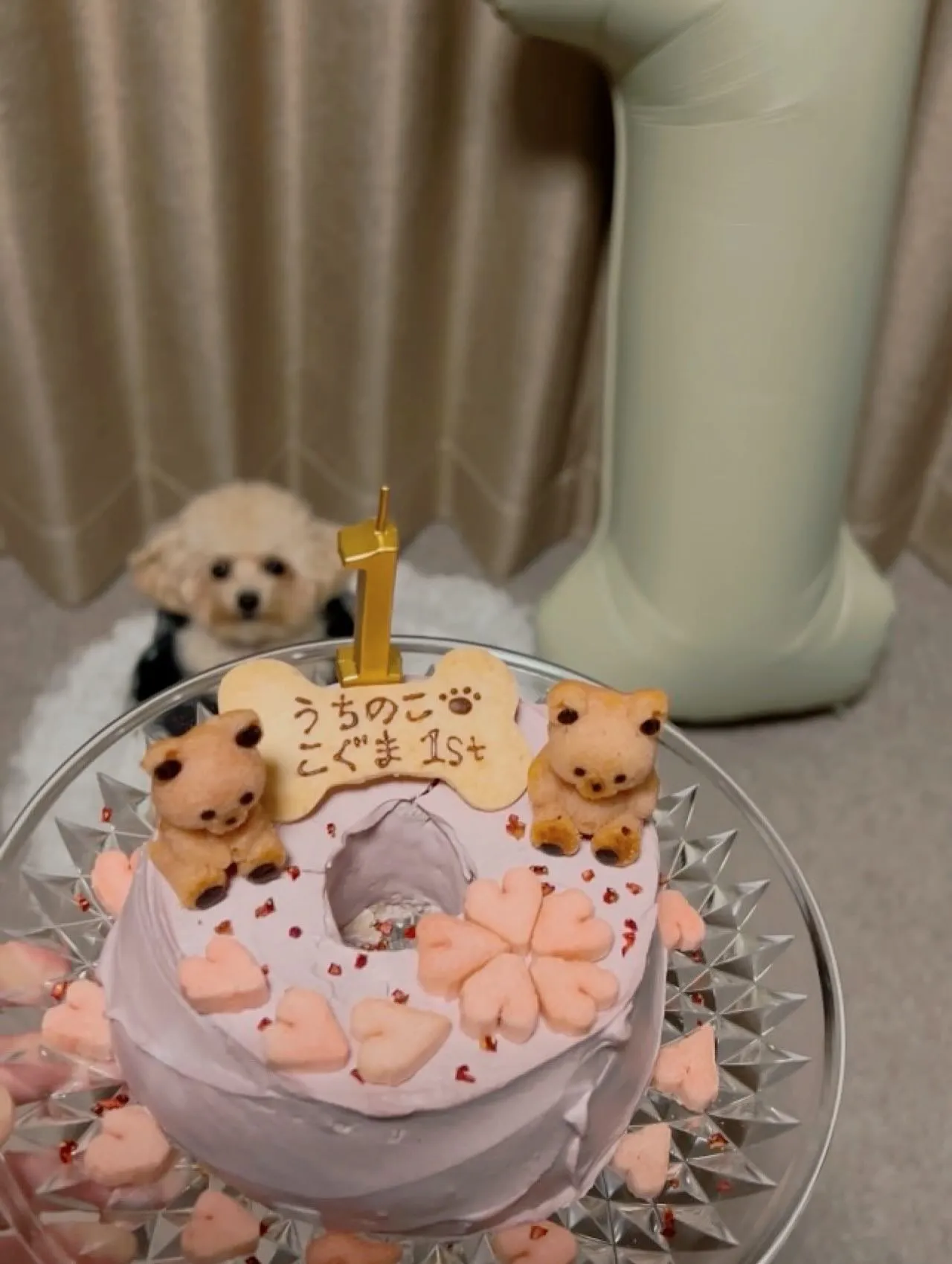 ✨ヒトとワンコとニャンコとシェアするケーキでお祝い✨