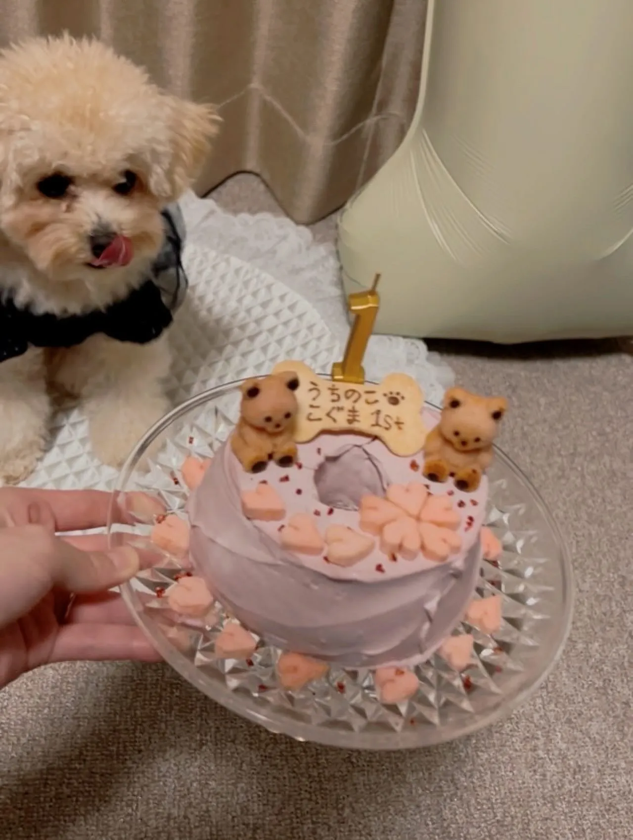 ✨ヒトとワンコとニャンコとシェアするケーキでお祝い✨