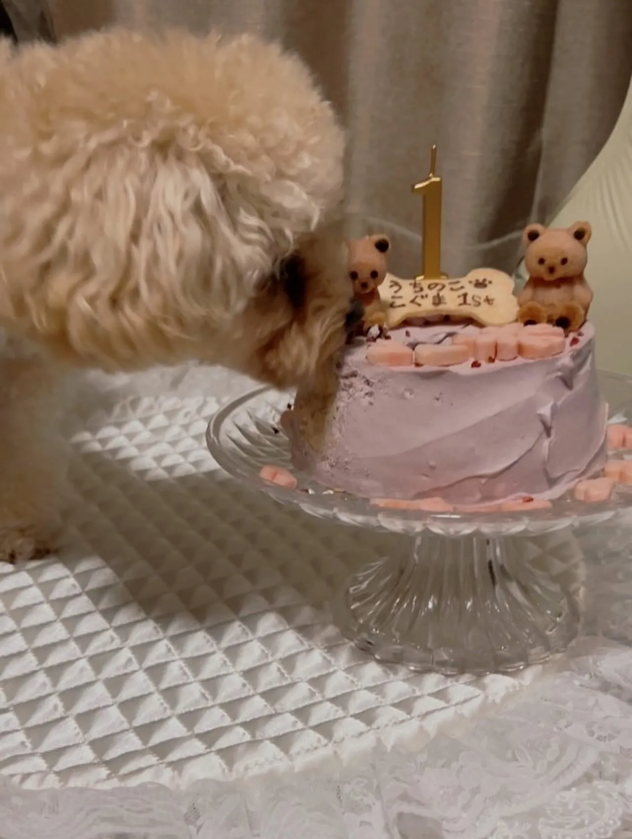 ✨ヒトとワンコとニャンコとシェアするケーキでお祝い✨