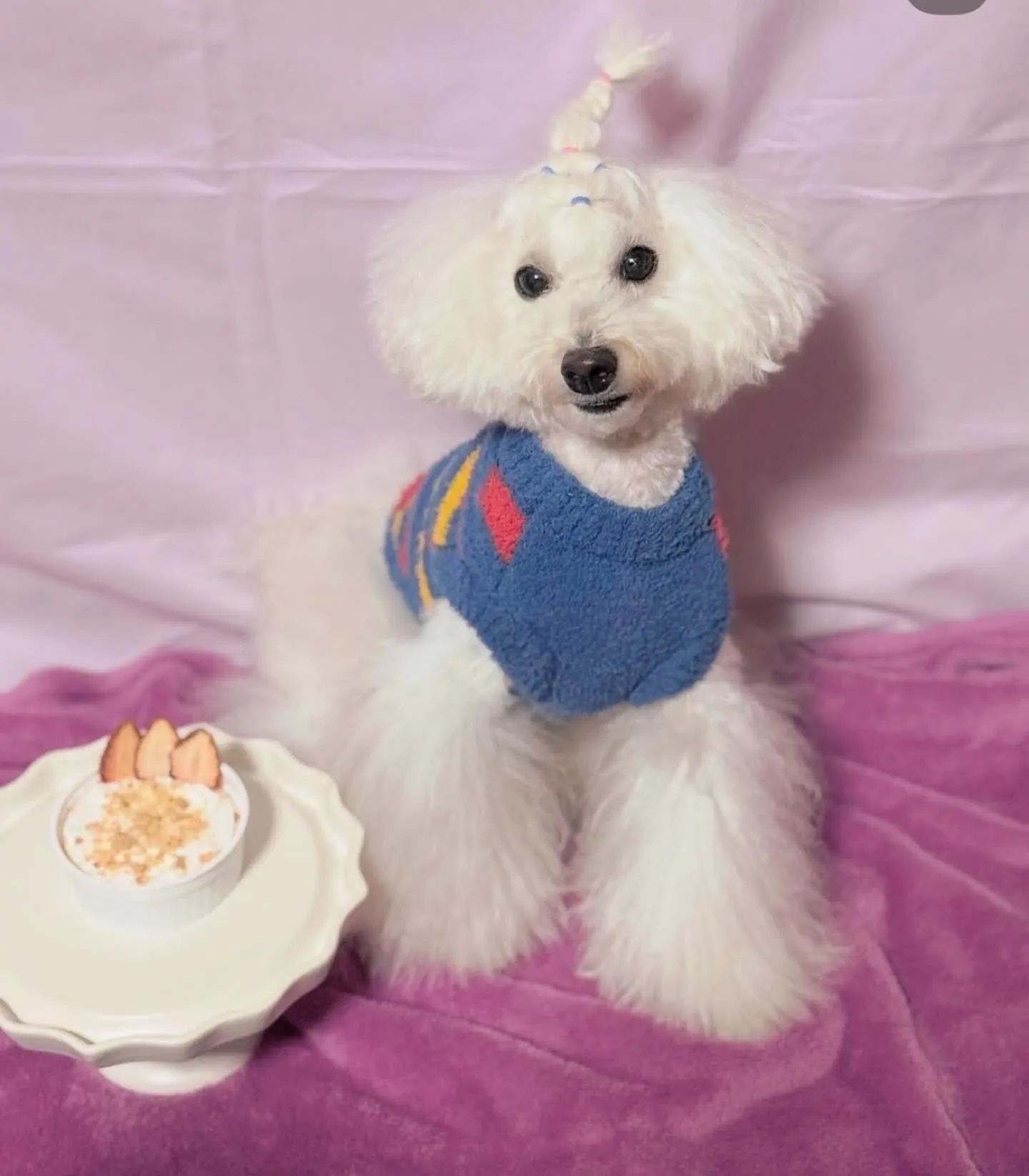 🎂ヒトとワンコとニャンコとシェアするケーキでお祝い✨