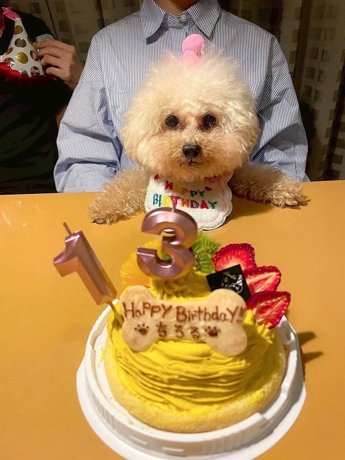 🎂ヒトとワンコとニャンコとシェアするケーキでお祝い✨