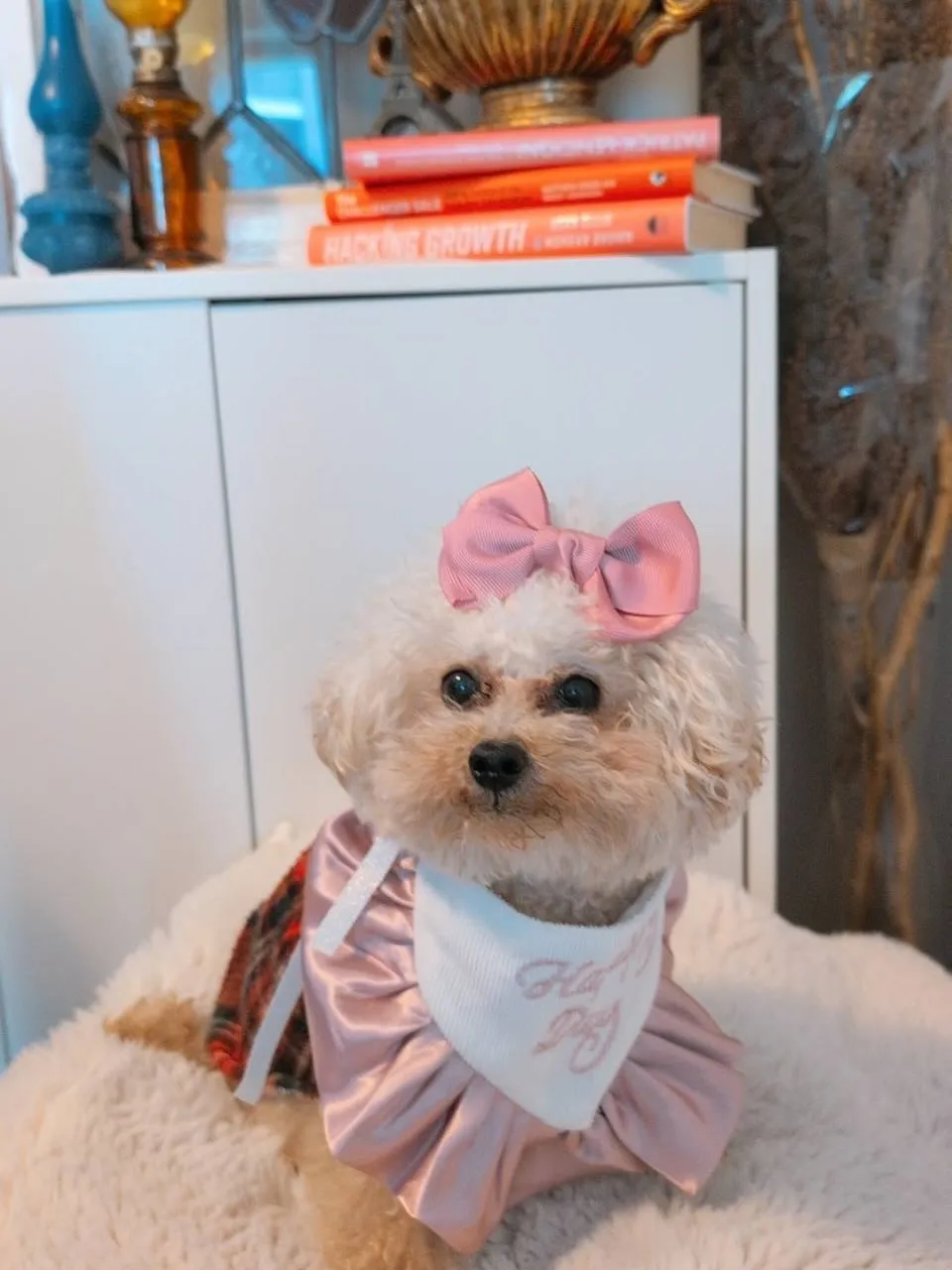 🎂ヒトとワンコとニャンコとシェアするケーキでお祝い✨