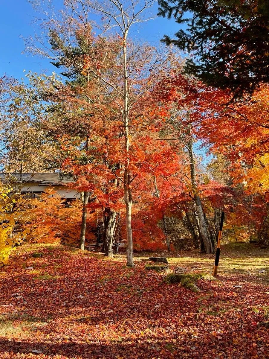 🎂ヒトとワンコとニャンコとシェアするケーキでお祝い✨