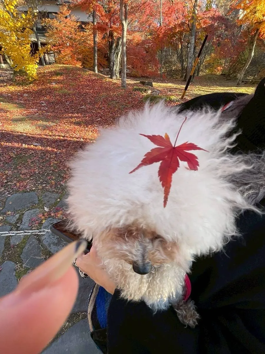 🎂ヒトとワンコとニャンコとシェアするケーキでお祝い✨