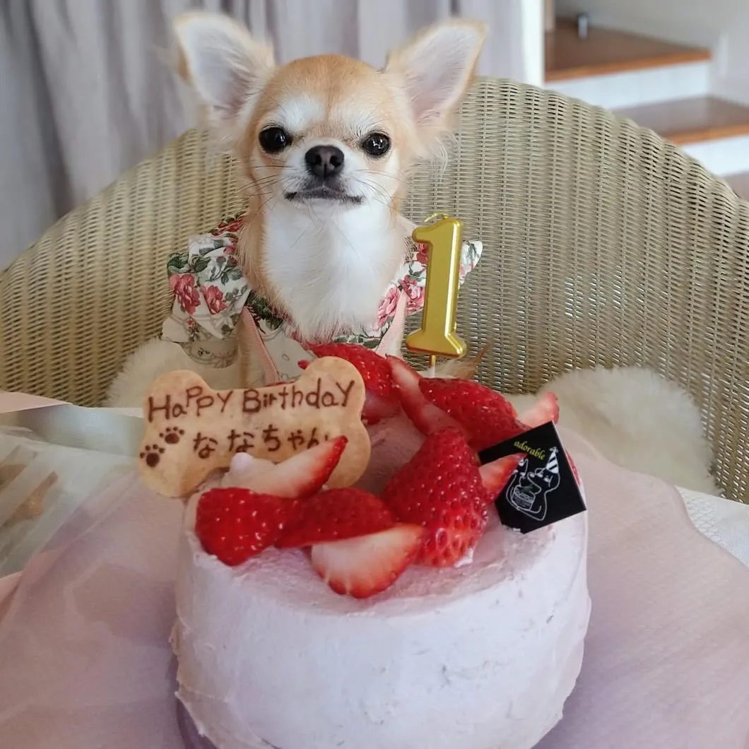 ✨ヒトとワンコとニャンコとシェアするケーキでお祝い✨