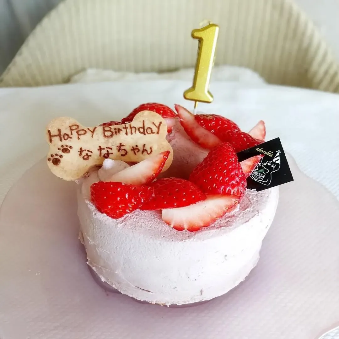 ✨ヒトとワンコとニャンコとシェアするケーキでお祝い✨