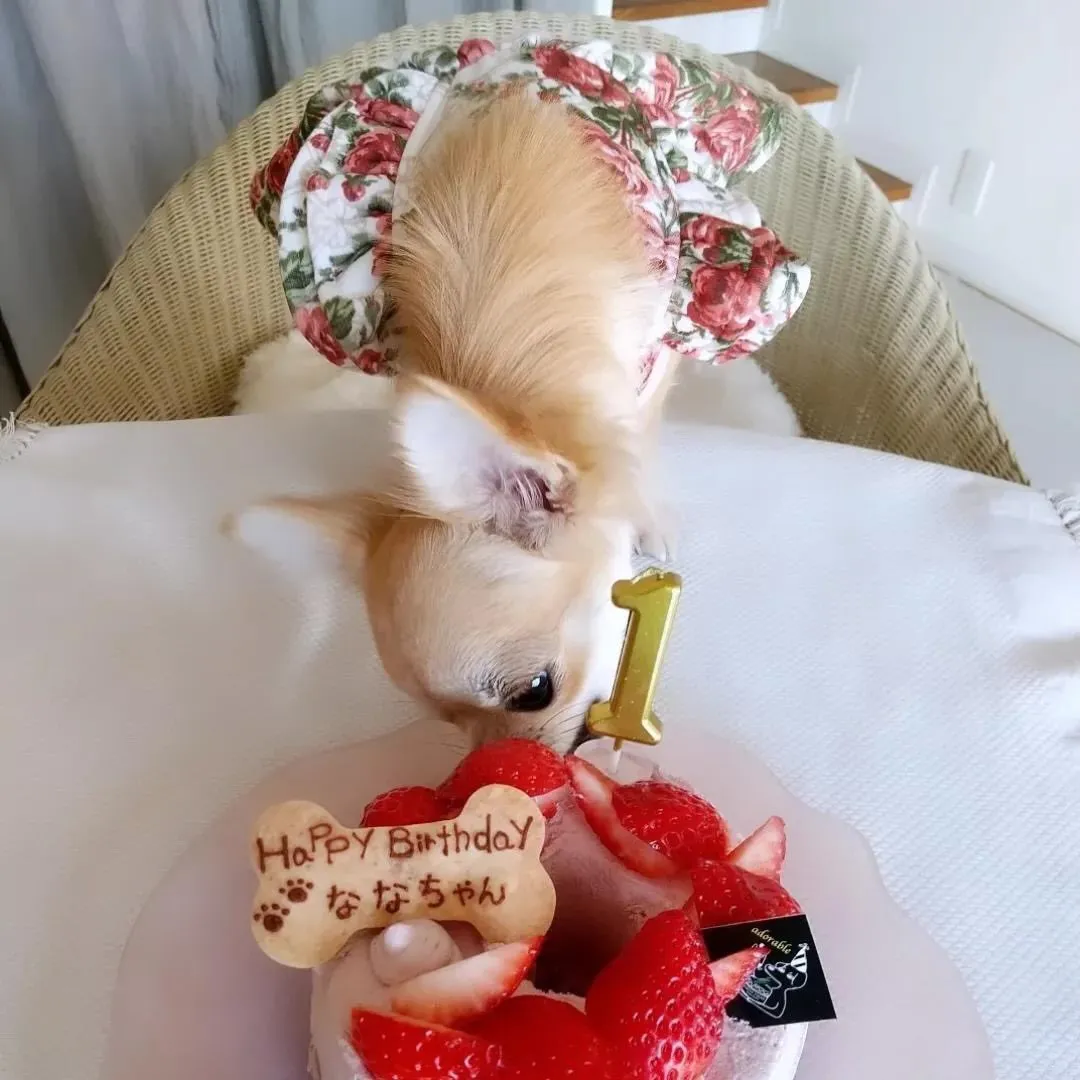 ✨ヒトとワンコとニャンコとシェアするケーキでお祝い✨