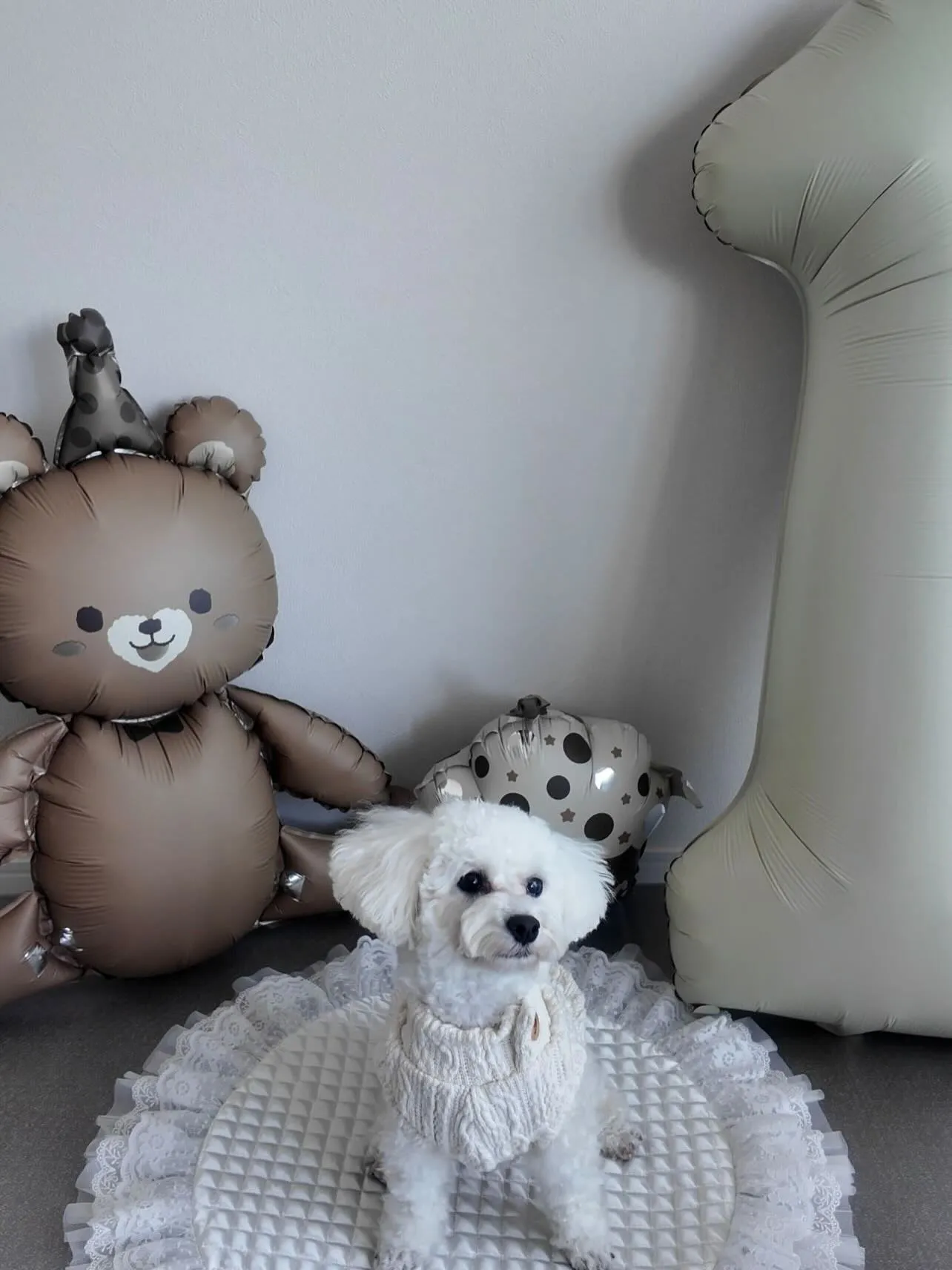 ✨ヒトとワンコとニャンコとシェアするケーキでお祝い✨