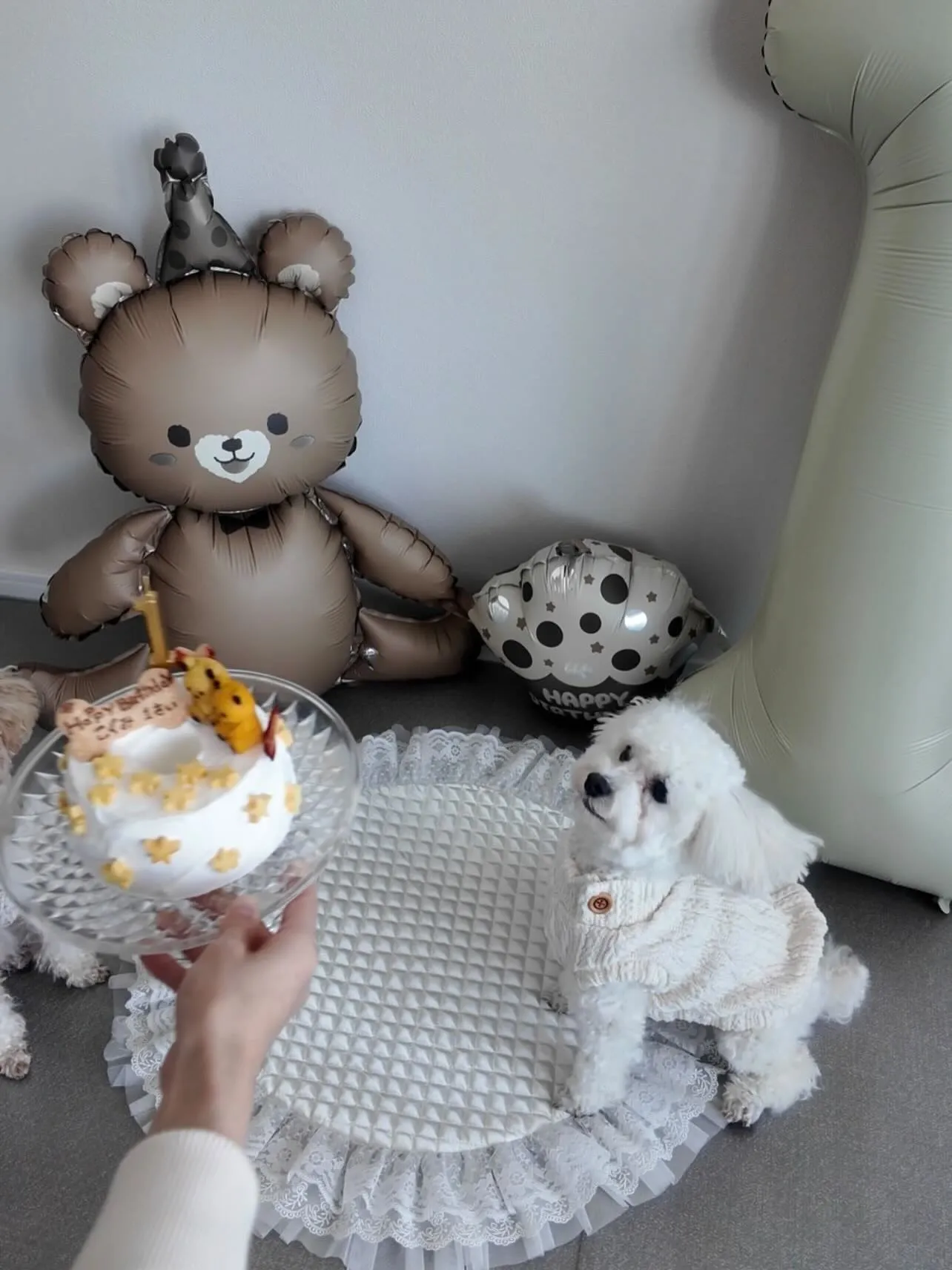 ✨ヒトとワンコとニャンコとシェアするケーキでお祝い✨