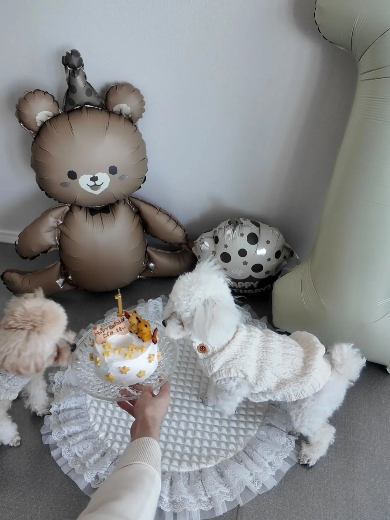 ✨ヒトとワンコとニャンコとシェアするケーキでお祝い✨