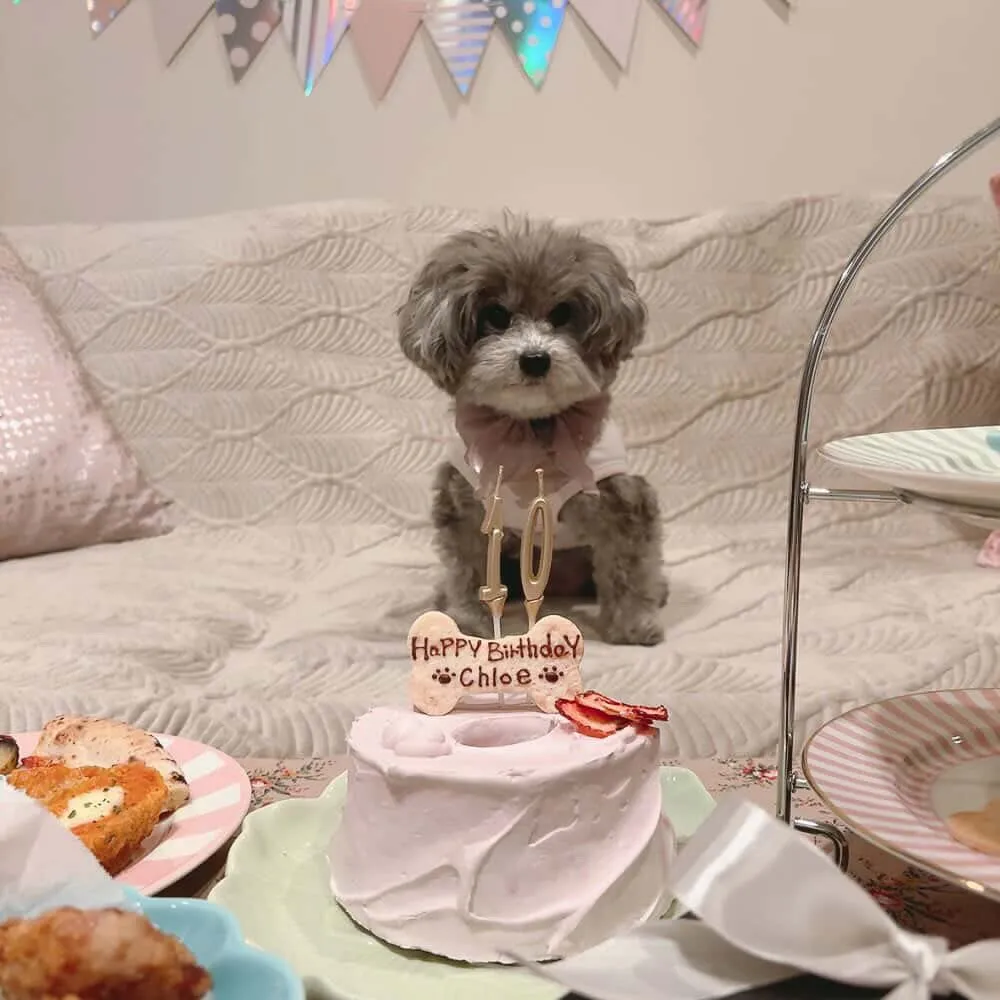 ✨ヒトとワンコとニャンコとシェアするケーキでお祝い🎂