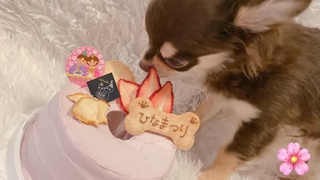 🌸ヒトとワンコとニャンコとシェアするひな祭りケーキでお祝い🌸
