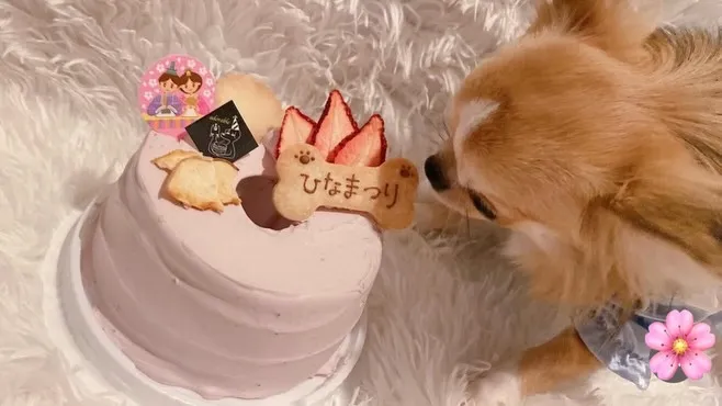 🌸ヒトとワンコとニャンコとシェアするひな祭りケーキでお祝い🌸