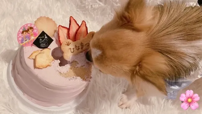 🌸ヒトとワンコとニャンコとシェアするひな祭りケーキでお祝い🌸