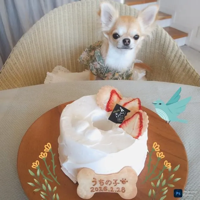 ✨ヒトとワンコとニャンコとシェアするケーキでお祝い✨