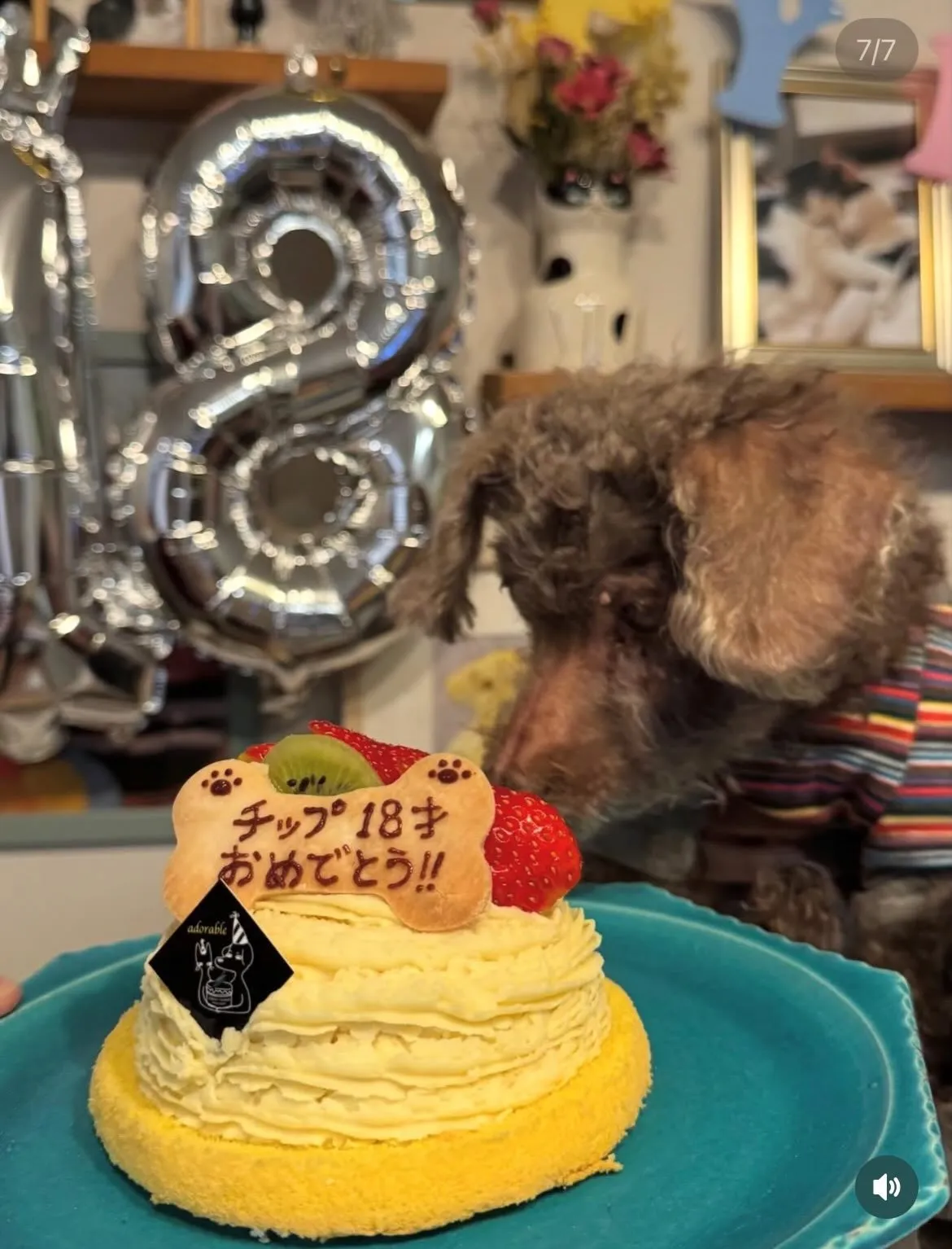 ✨ヒトとワンコとニャンコとシェアするケーキでお祝い✨