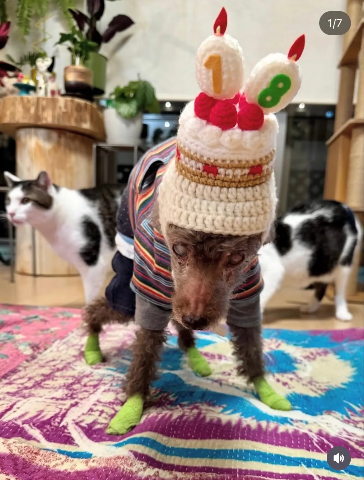 ✨ヒトとワンコとニャンコとシェアするケーキでお祝い✨