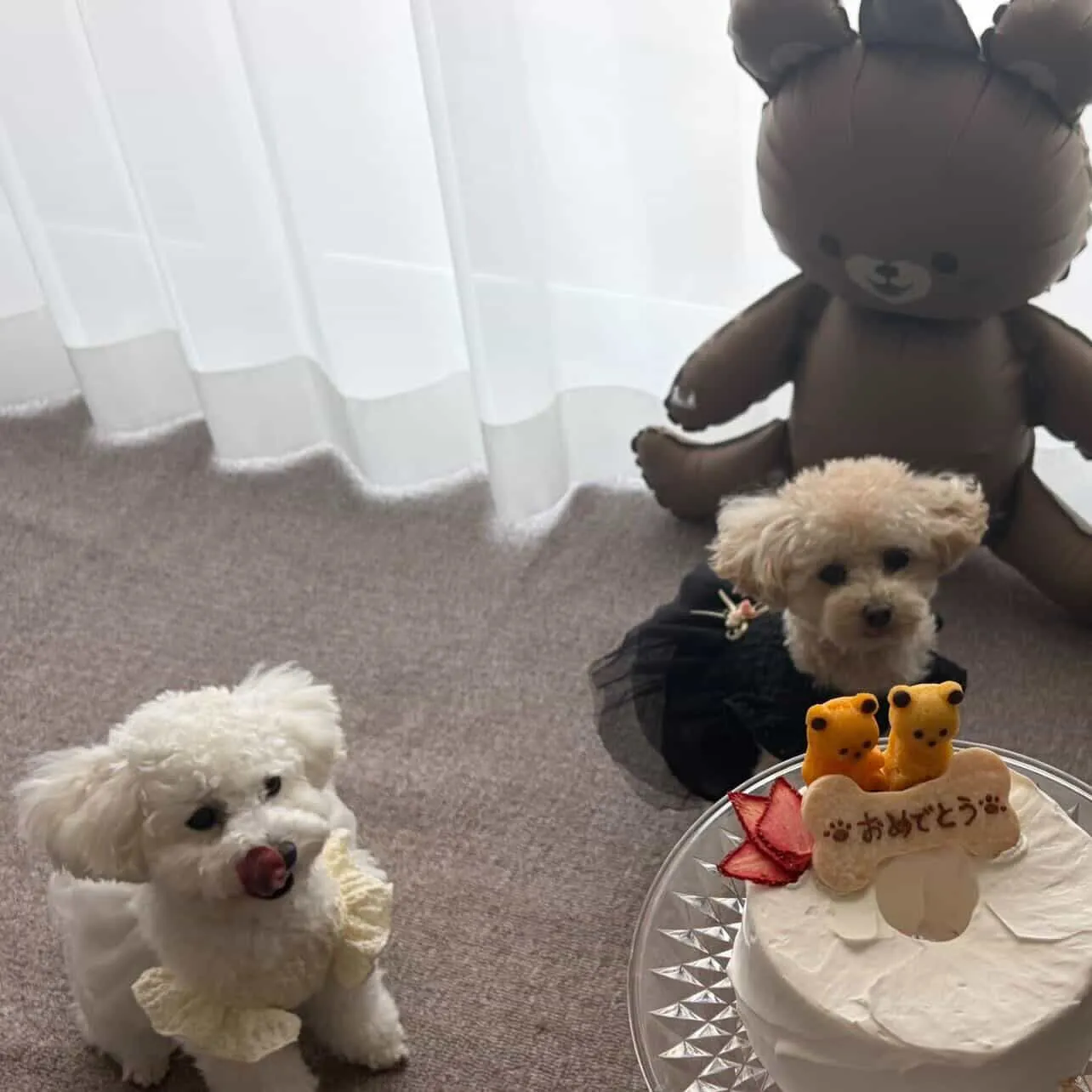 ✨ヒトとワンコとニャンコとシェアするケーキでお祝い✨