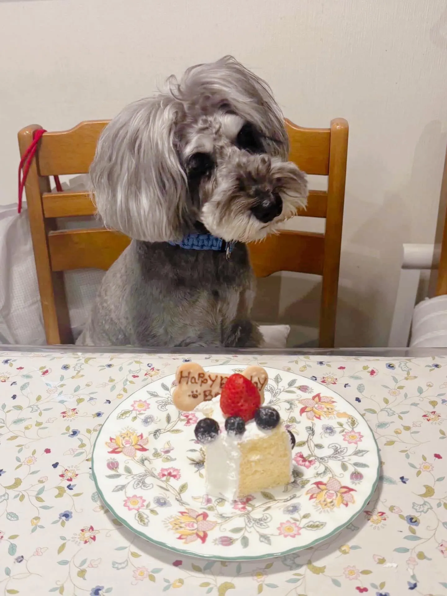 ✨ヒトとワンコとニャンコとシェアするケーキでお祝い✨
