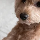 犬用