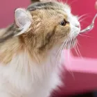 猫用