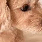 メニュー
