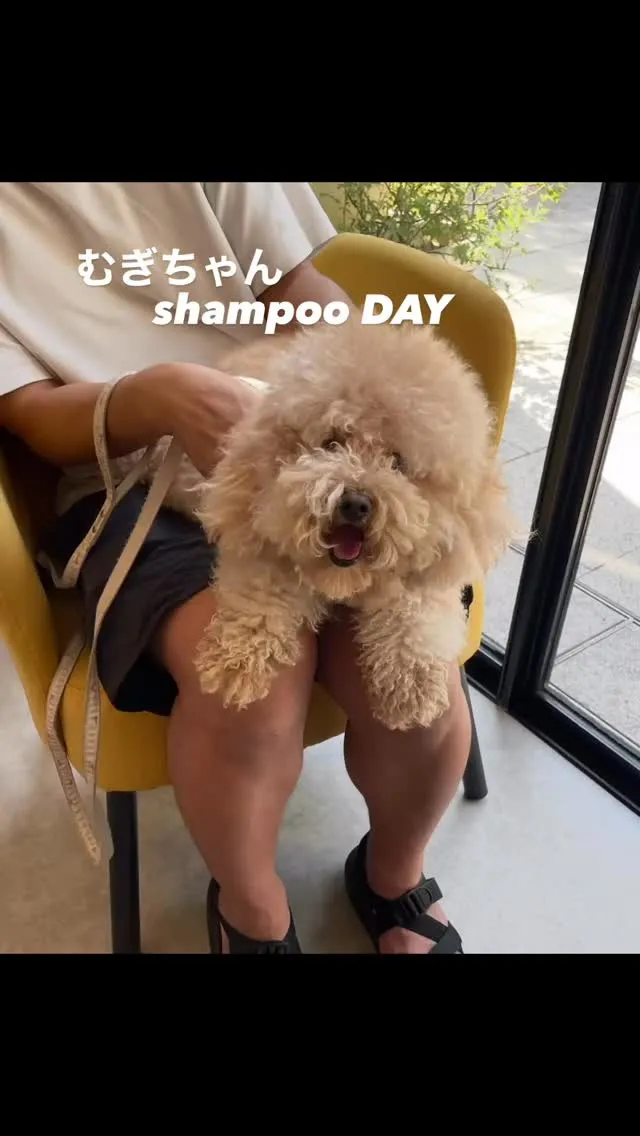🚿手ぶらでshampooDAY🫧ウルトラファインバブルと高濃...