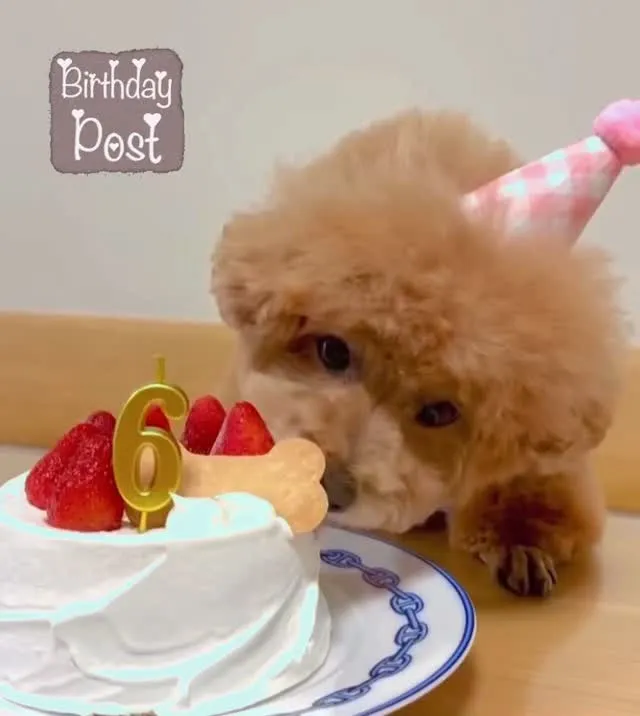 🎂ヒューマングレードの米粉のシフォンケーキ✨