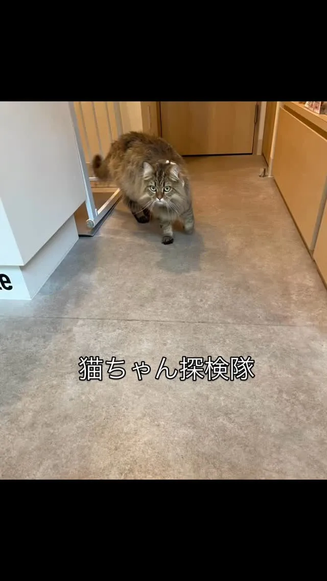 猫ちゃんが遊びにきてくれました😻