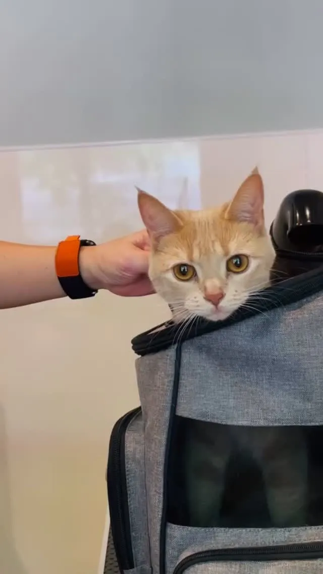 🫧アメリカンショートヘアーのわらびちゃん🐈🫧