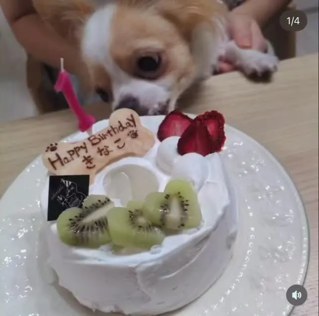 ✨ヒトとワンコとシェアするケーキで祝い✨