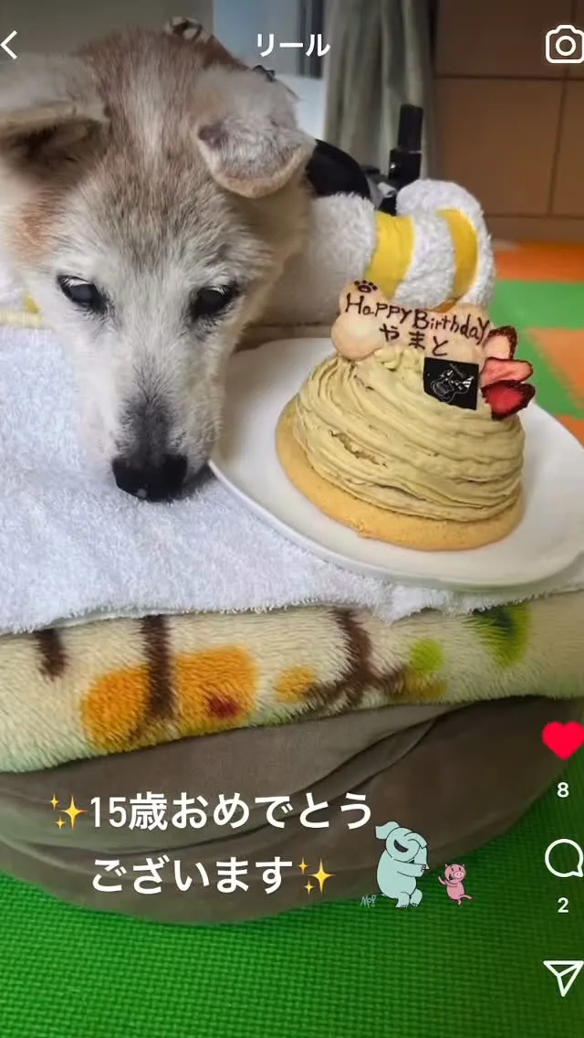 ✨ヒトとワンコとニャンコとシェアするケーキでお祝い✨