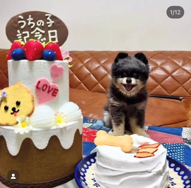 ✨ヒトとワンコとニャンコとシェアするケーキでお祝い✨