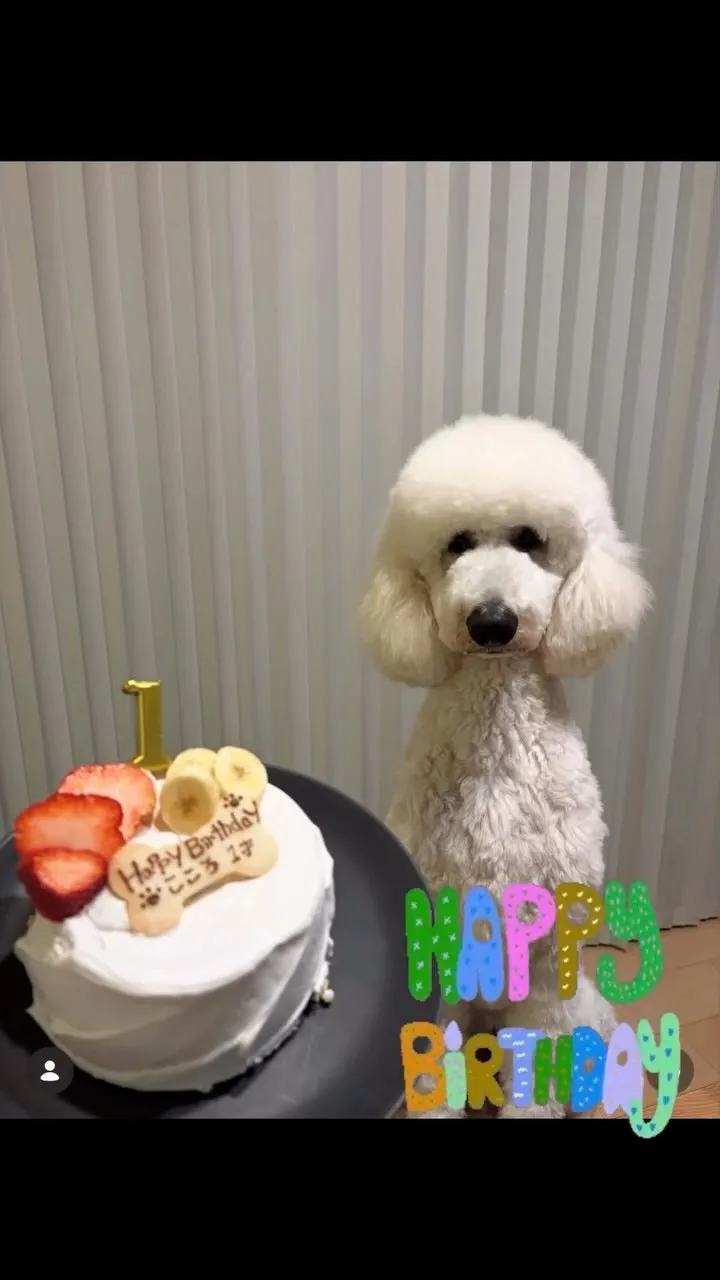✨ヒトとワンコとニャンコとシェアするケーキでお祝い✨