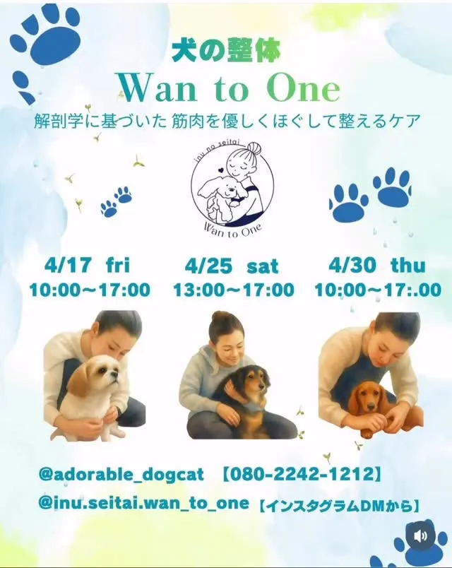 🐶犬の整体施術会(アドラブル店舗内にて)