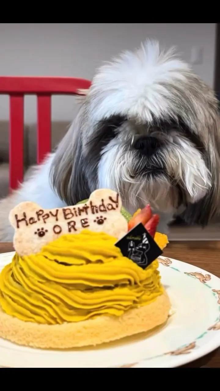 ✨ヒトとワンコとニャンコとシェアするケーキでお祝い✨